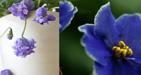 紫罗兰花语是什么意思？紫罗兰象征着什么？