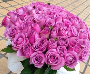 紫玫瑰代表什么含义？紫玫瑰的花语有哪些？