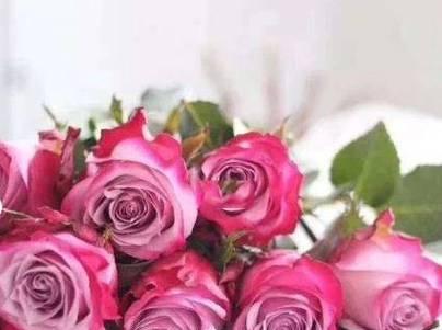 紫玫瑰代表什么意思？紫玫瑰花语有哪些独特之处？
