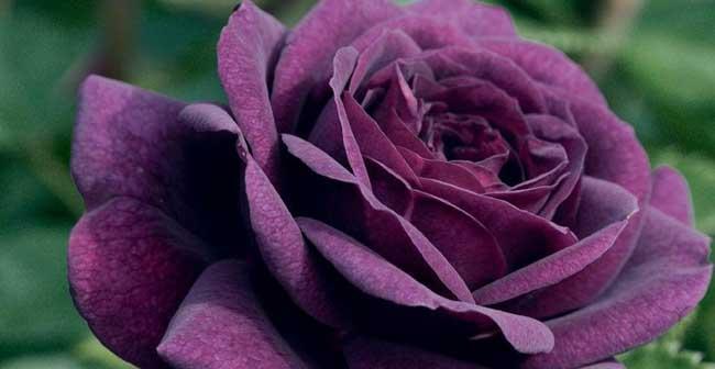 紫玫瑰代表什么意思？紫玫瑰花语有哪些独特之处？