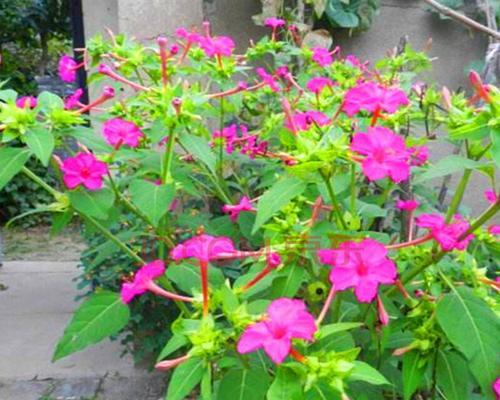 紫茉莉花语是什么意思？如何理解紫茉莉的花语含义？