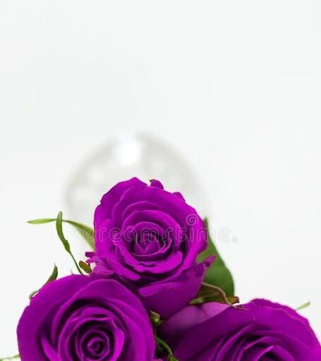 紫色玫瑰花代表什么？紫色玫瑰花的寓意是什么？