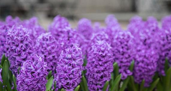 紫色风信子代表什么意思？花语有哪些？