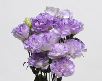 紫色桔梗花代表什么？花语和寓意有哪些常见问题解答？