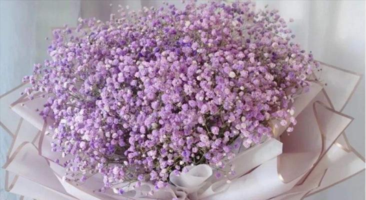 紫色满天星代表什么含义？花语解读与送花建议？