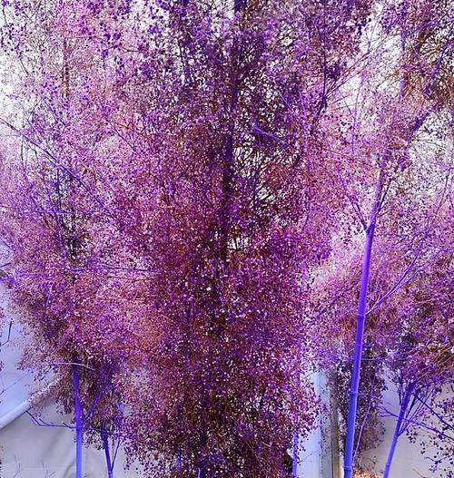 紫色满天星代表什么含义？花语解读与送花建议？