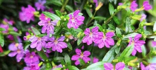 紫色满天星代表什么含义？花语解读与送花建议？
