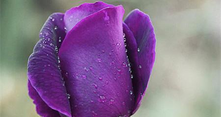 紫色玫瑰代表什么含义？花语背后的故事是什么？