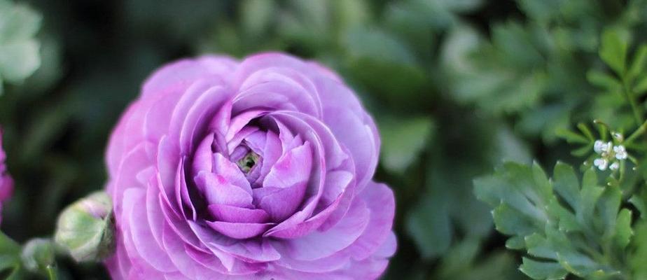 紫色玫瑰花代表什么？紫色玫瑰花的含义有哪些？