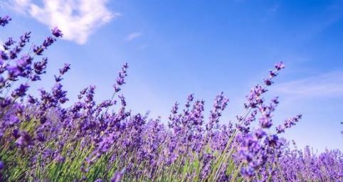 紫色薰衣草代表什么含义？花语解读常见问题有哪些？