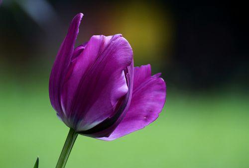 紫色郁金香代表什么？花语有哪些含义？
