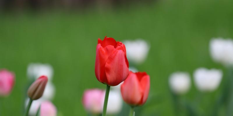 紫色郁金香代表什么含义？花语暗示有哪些？