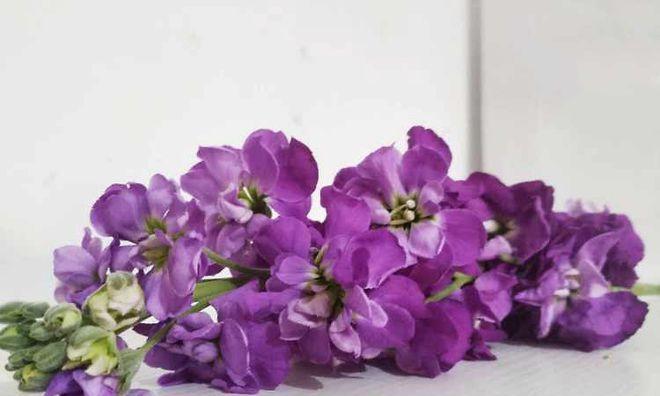 紫色紫罗兰花语寓意是什么？如何正确解读紫罗兰的花语？