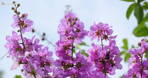 紫薇花的象征意义是什么？紫薇花代表的含义有哪些？
