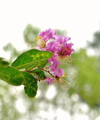 紫薇花的花语是什么？紫薇花象征着什么含义？