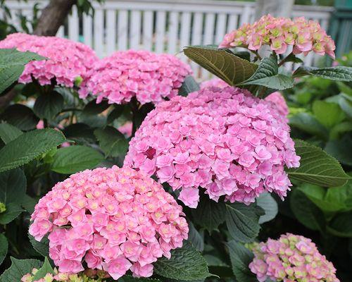 八仙花花语花意是什么？八仙花的寓意有哪些常见问题？