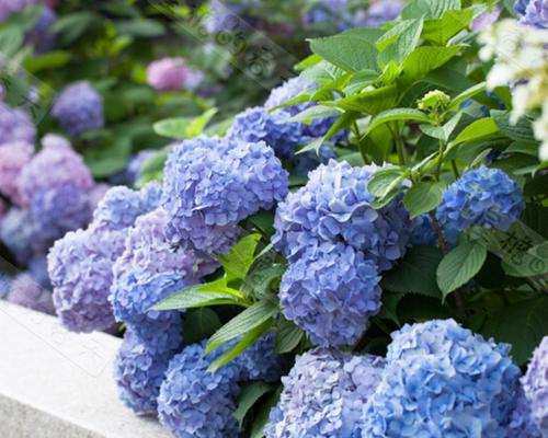 八仙花花语花意是什么？八仙花的寓意有哪些常见问题？