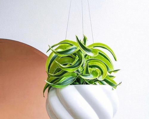巴西美人铁花语解读？了解其象征意义和用途？