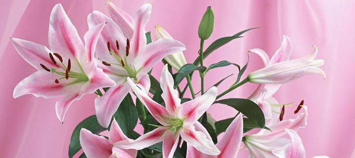 白百合的花语是什么？了解白百合的象征意义和用途？