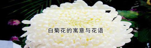 白菊的花语是什么？了解白菊代表的含义和象征意义？