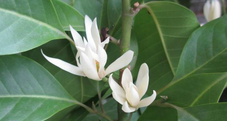 白兰花的花语是什么？如何用白兰花表达爱意？