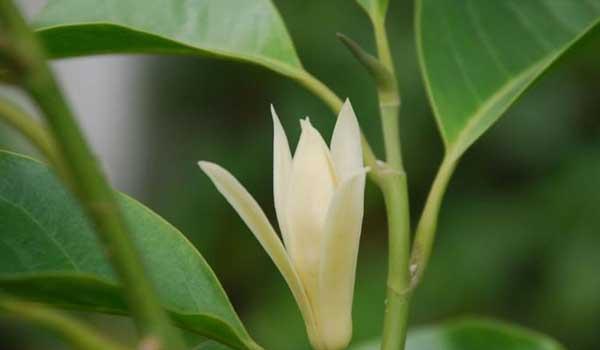 白兰花的花语是什么？如何用白兰花表达爱意？