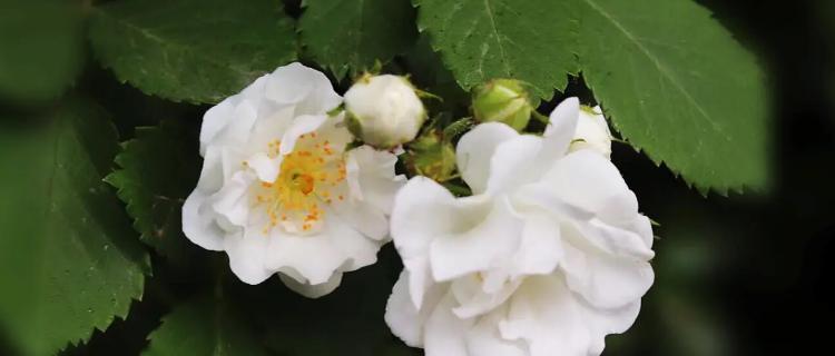白蔷薇的花语是什么？如何正确解读白蔷薇的含义？