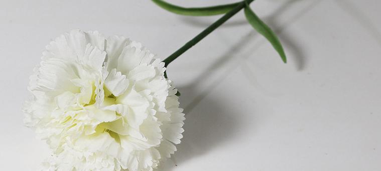 白色康乃馨代表什么含义？花语有哪些？