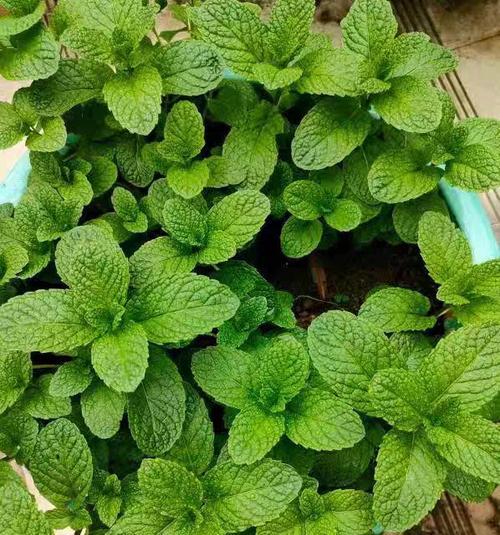 薄荷的花语是什么？薄荷花代表了哪些含义？