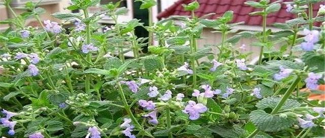 薄荷的花语是什么？薄荷花代表了哪些含义？