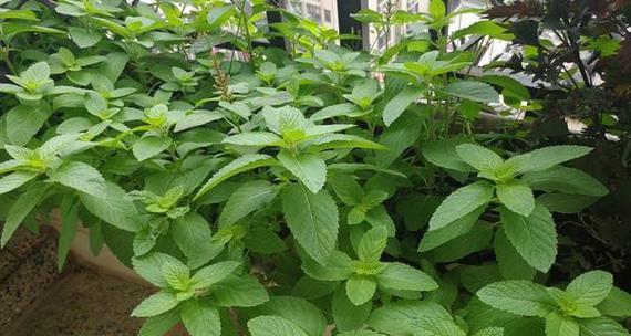 薄荷的花语是什么？薄荷花代表了哪些含义？
