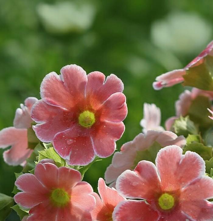 报春花的花语是什么？有哪些关于报春花的美丽传说？
