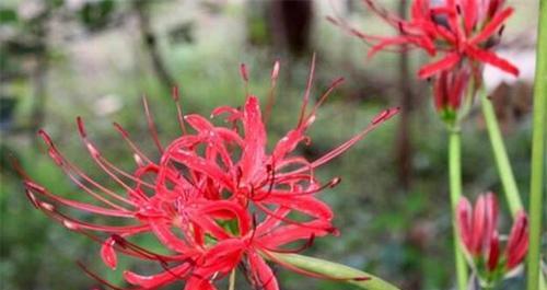 彼岸花的花语是什么？如何解读彼岸花的象征意义？