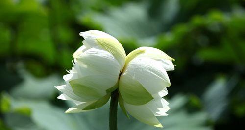 并蒂莲的花语是什么？并蒂莲代表的含义有哪些？