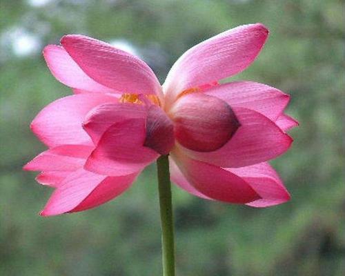 并蒂莲的花语是什么？并蒂莲代表的含义有哪些？
