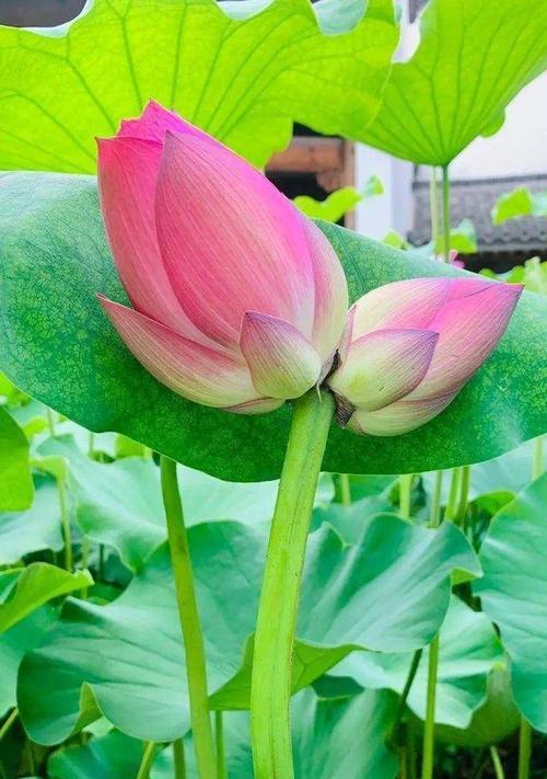 并蒂莲象征着什么？并蒂莲的寓意和特点是什么？