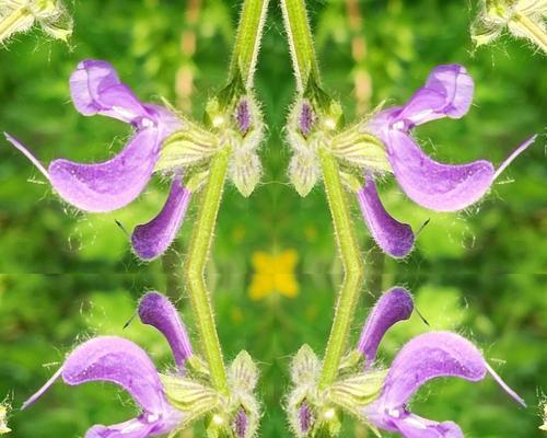 补血草的花语是什么？了解补血草的象征意义和用途？