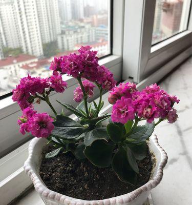长寿花的功效与价值有哪些？