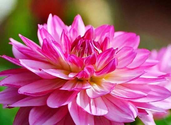 大丽花的花语是什么？如何正确解读大丽花的含义？