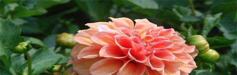 大丽花的花语是什么？如何正确解读大丽花的含义？