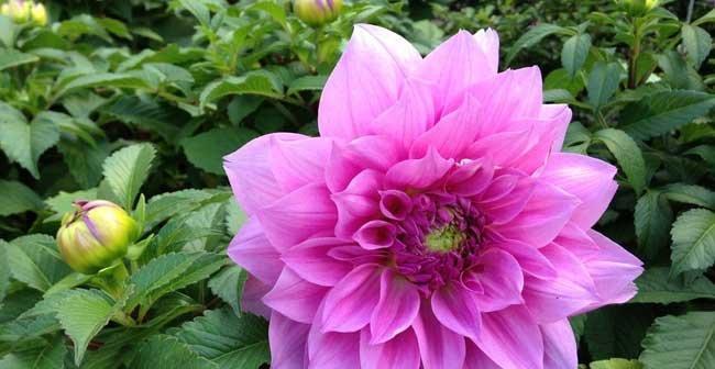 大丽花的花语是什么？如何正确解读大丽花的含义？