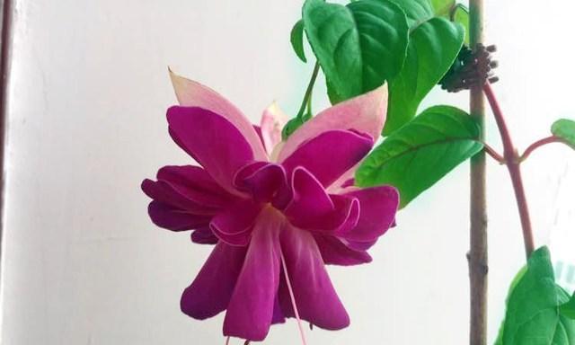 吊钟花的花语是什么？如何正确解读吊钟花的含义？