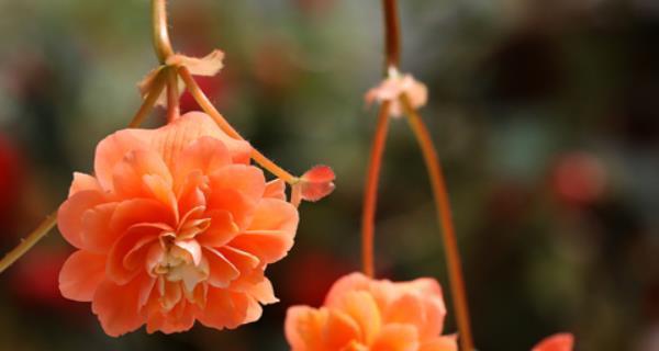 吊钟花的花语是什么？如何正确解读吊钟花的含义？