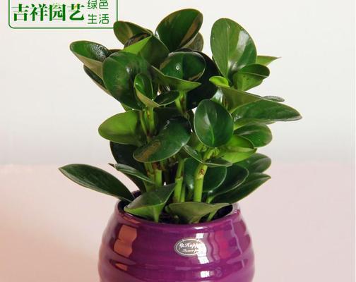 豆瓣绿的风水寓意是什么？如何在家居中运用？