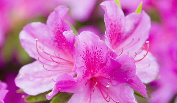 杜鹃花的花语代表什么？如何正确解读杜鹃的花语含义？