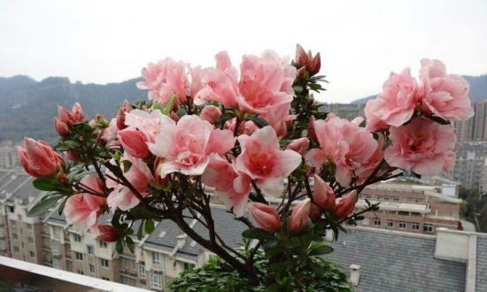 杜鹃花在风水中代表什么？养护时应注意哪些问题？