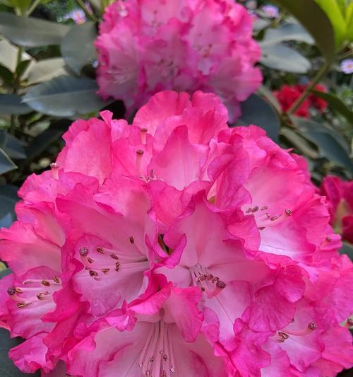 杜鹃花有哪些特点？它的象征意义是什么？