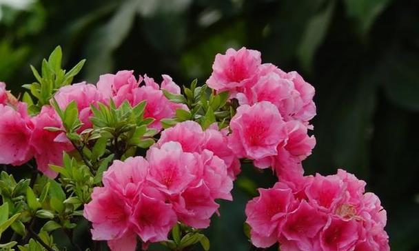 杜鹃花象征着什么？了解杜鹃花的深层含义和文化背景？