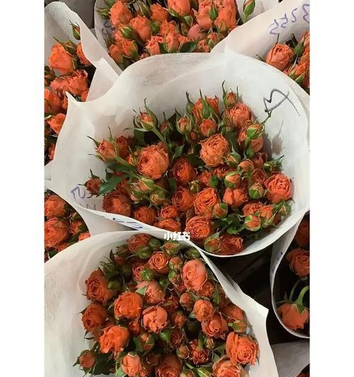多头玫瑰代表什么意思？多头玫瑰的花语有哪些含义？