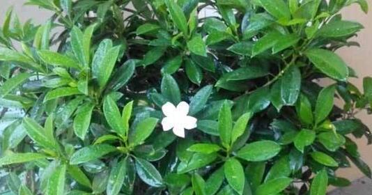 非洲茉莉代表什么花语？它的寓意有哪些常见问题解答？